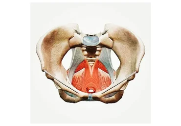 Здоровые мышцы тазового дна за 21 день (Юлия Ландышева)