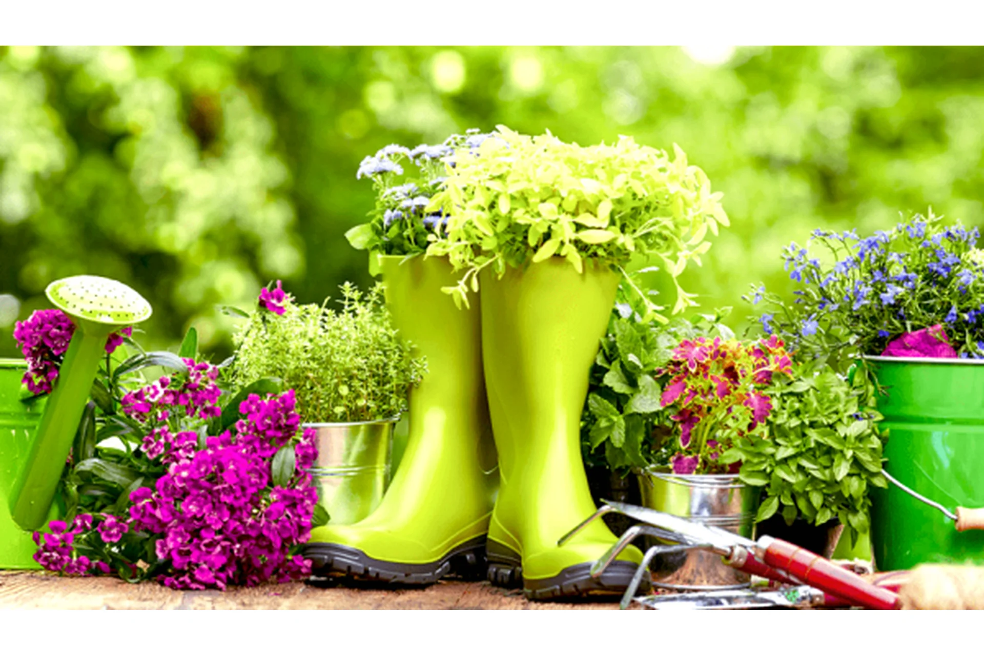 Целебный аптекарский огород на участке или балконе (Ольга Апиариус), фото 1 из 1.