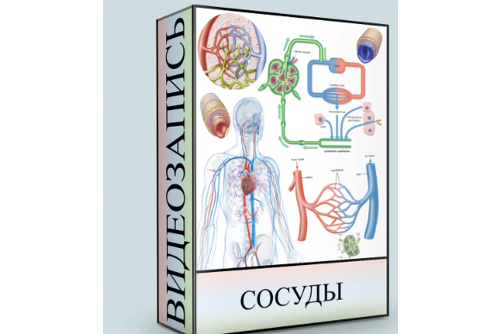 Сосуды (Людмила Малышева), фото 1 из 1.