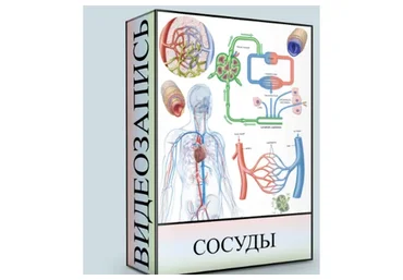 Сосуды (Людмила Малышева)