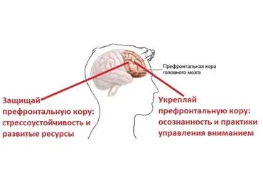 Стресс. Осознанная стрессоустойчивость (Андрей Беловешкин)