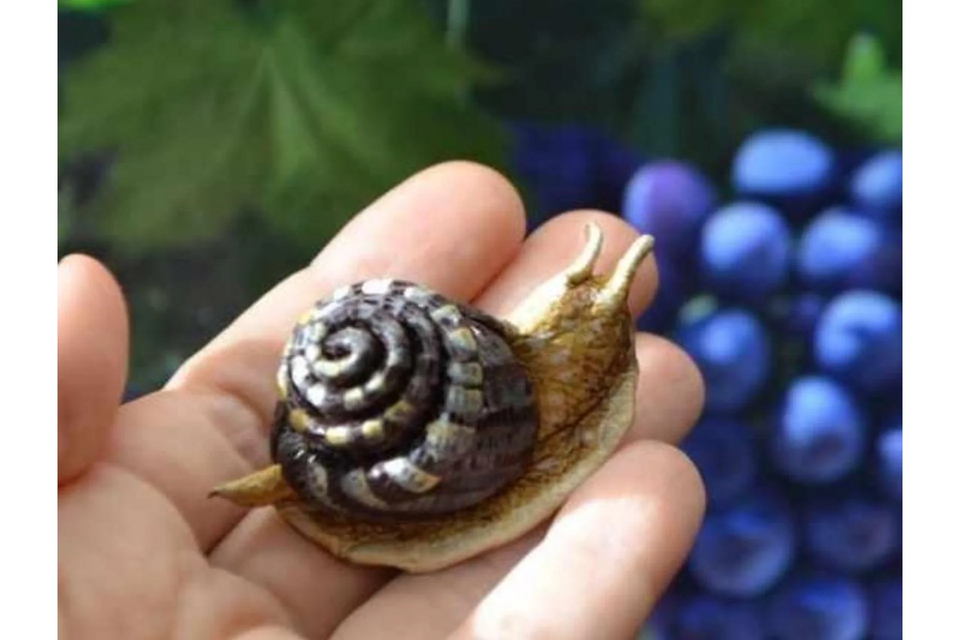 Улитка из кожи (Светлана Храмовских), фото 1 из 1.