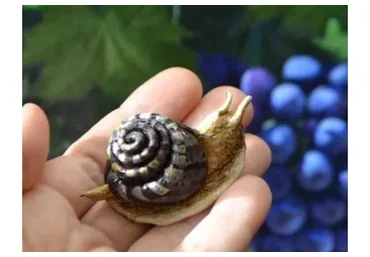 Улитка из кожи (Светлана Храмовских)