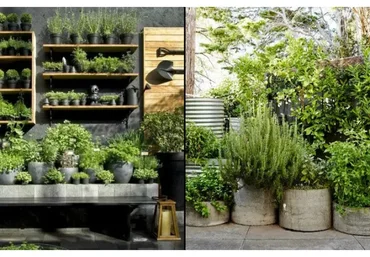 Пряно-ароматический сад «Путешествие в Прованс» (Ольга Сурнакина, Анна Шмарова)