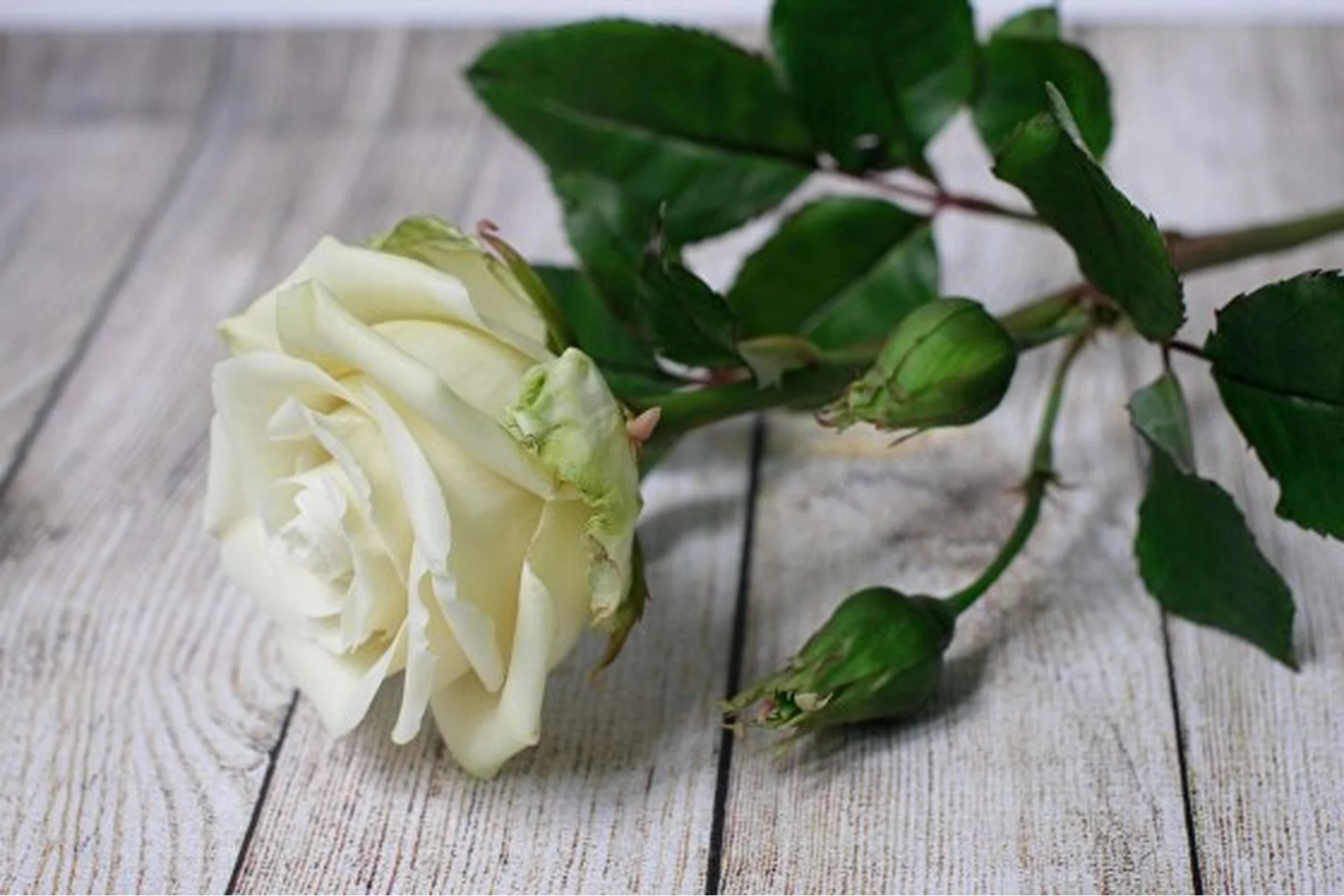 Базовый курс  «Цветы из полимерной глины»,  8 мастер-классов (Марина Головина), фото 1 из 1.