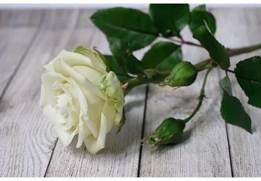 Базовый курс  «Цветы из полимерной глины»,  8 мастер-классов (Марина Головина)