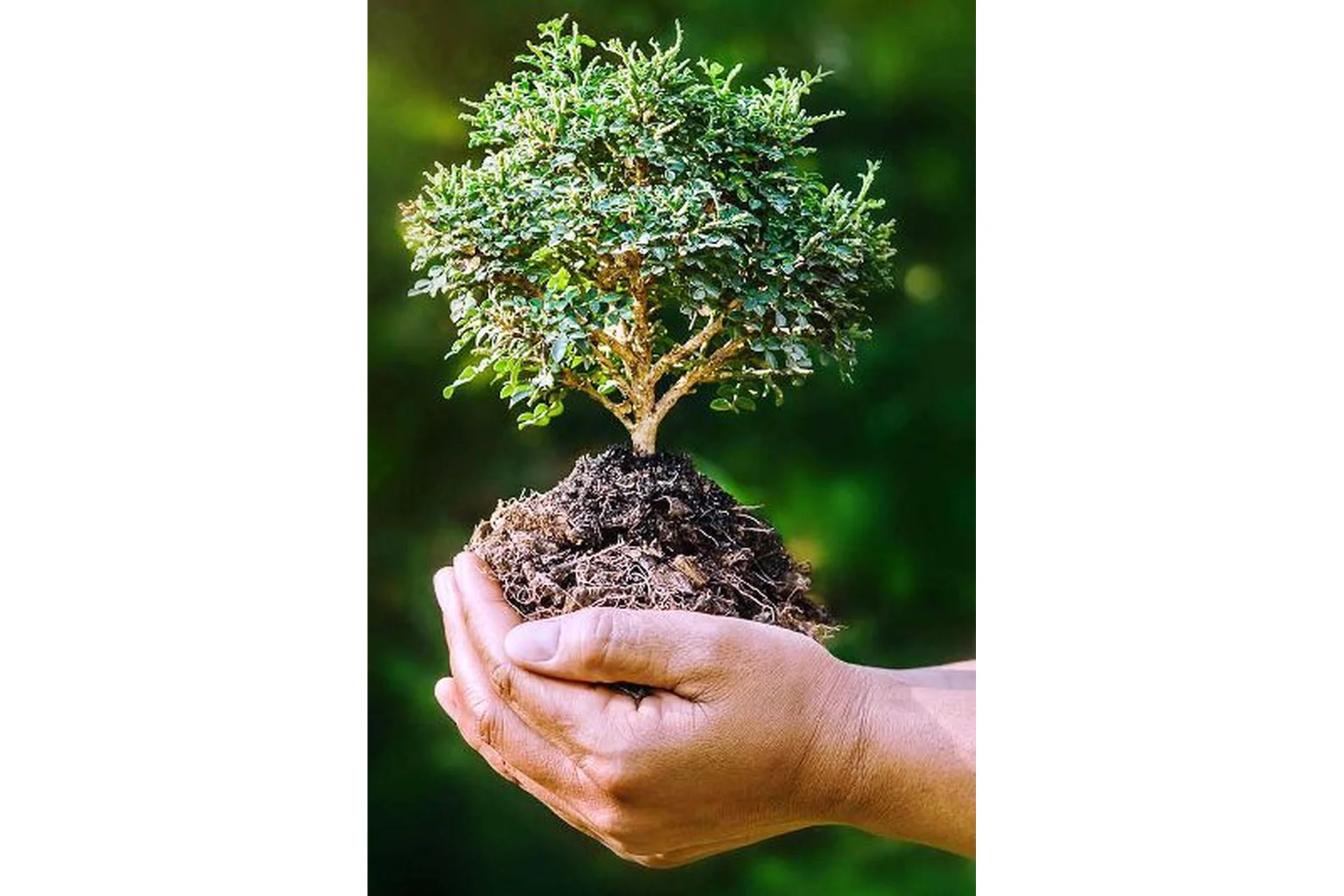 [Территория богатства] Кармическое освобождение Рода. Тариф VIP, 2020 (Татьяна Мальцева), фото 1 из 1.