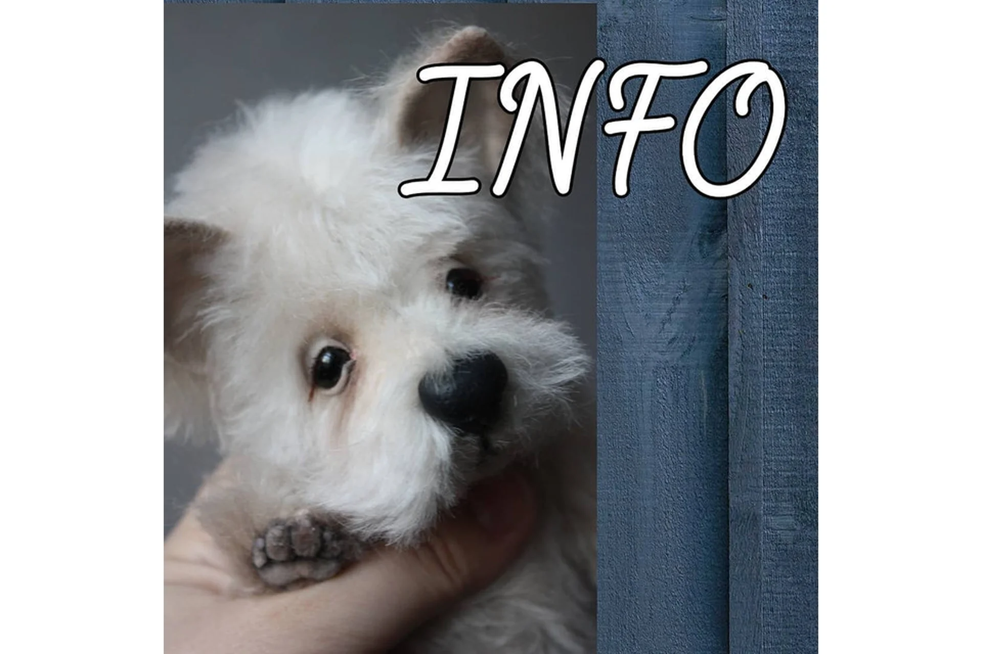 Онлайн по собакам. Блок 1. Вестик/Йорик (Светлана Каракулева), фото 1 из 1.