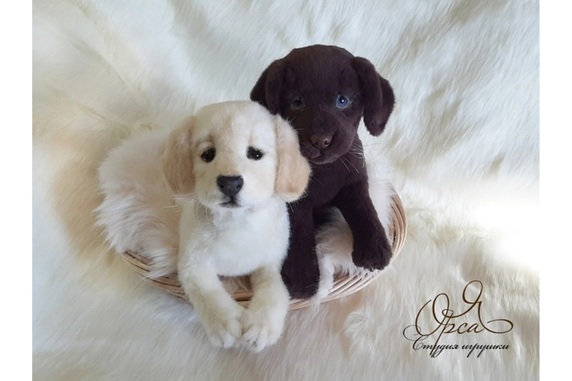 Лабрадор (Янина Орса), фото 1 из 1.