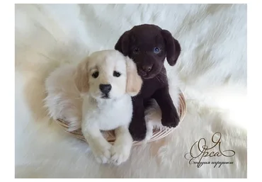 Лабрадор (Янина Орса)