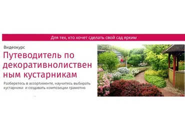 Путеводитель по декоративно-лиственным кустарникам (Наталья Мягкова)