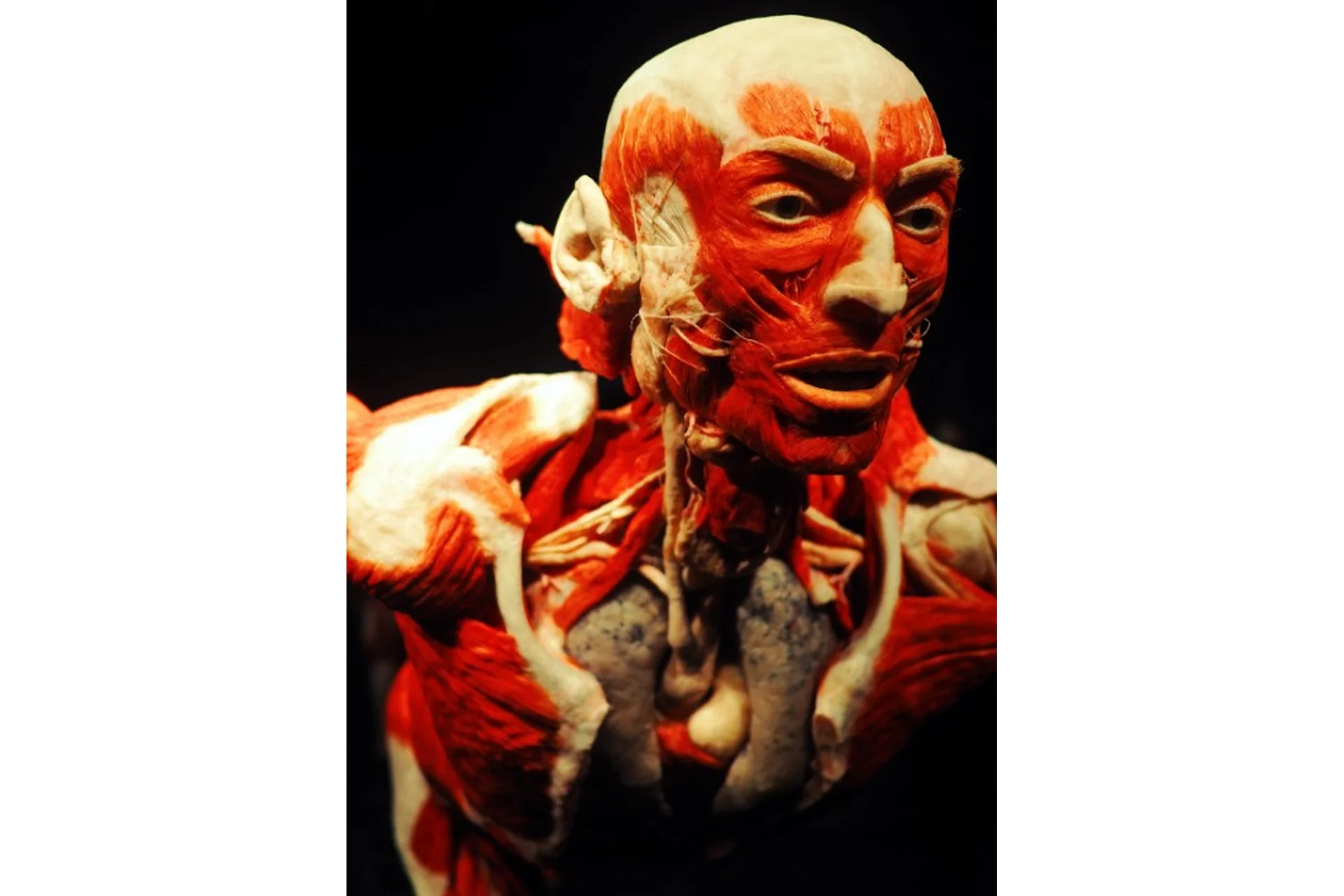 Функциональная прикладная анатомия (Алексей Федоров), фото 1 из 1.