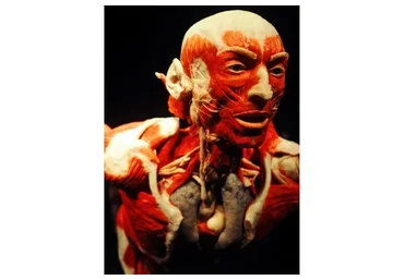 Функциональная прикладная анатомия (Алексей Федоров)