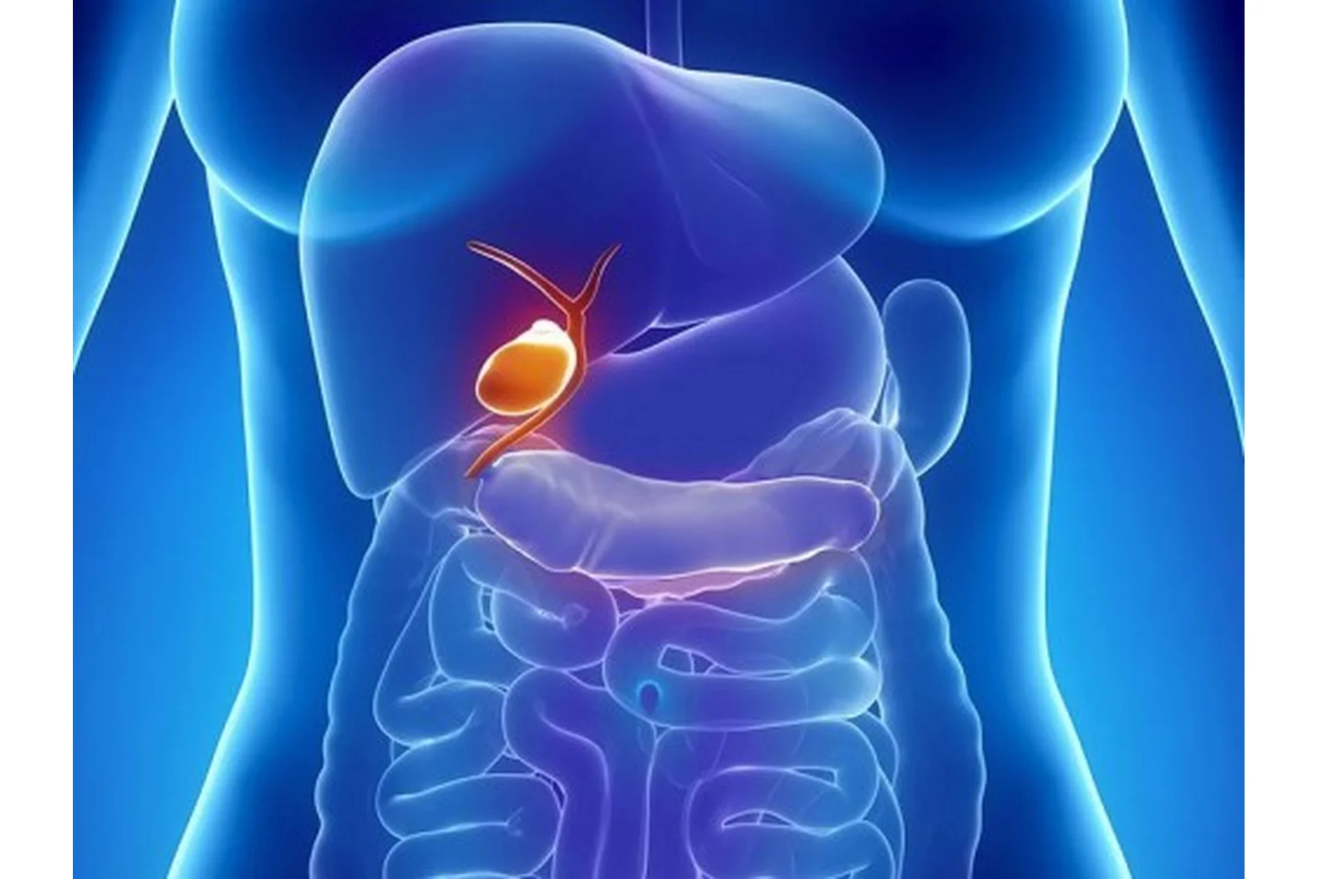 [Первая школа биохакинга] Желчный пузырь (Ирина Баранова, Лариса Щербина), фото 1 из 1.