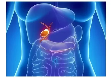 [Первая школа биохакинга] Желчный пузырь (Ирина Баранова, Лариса Щербина)