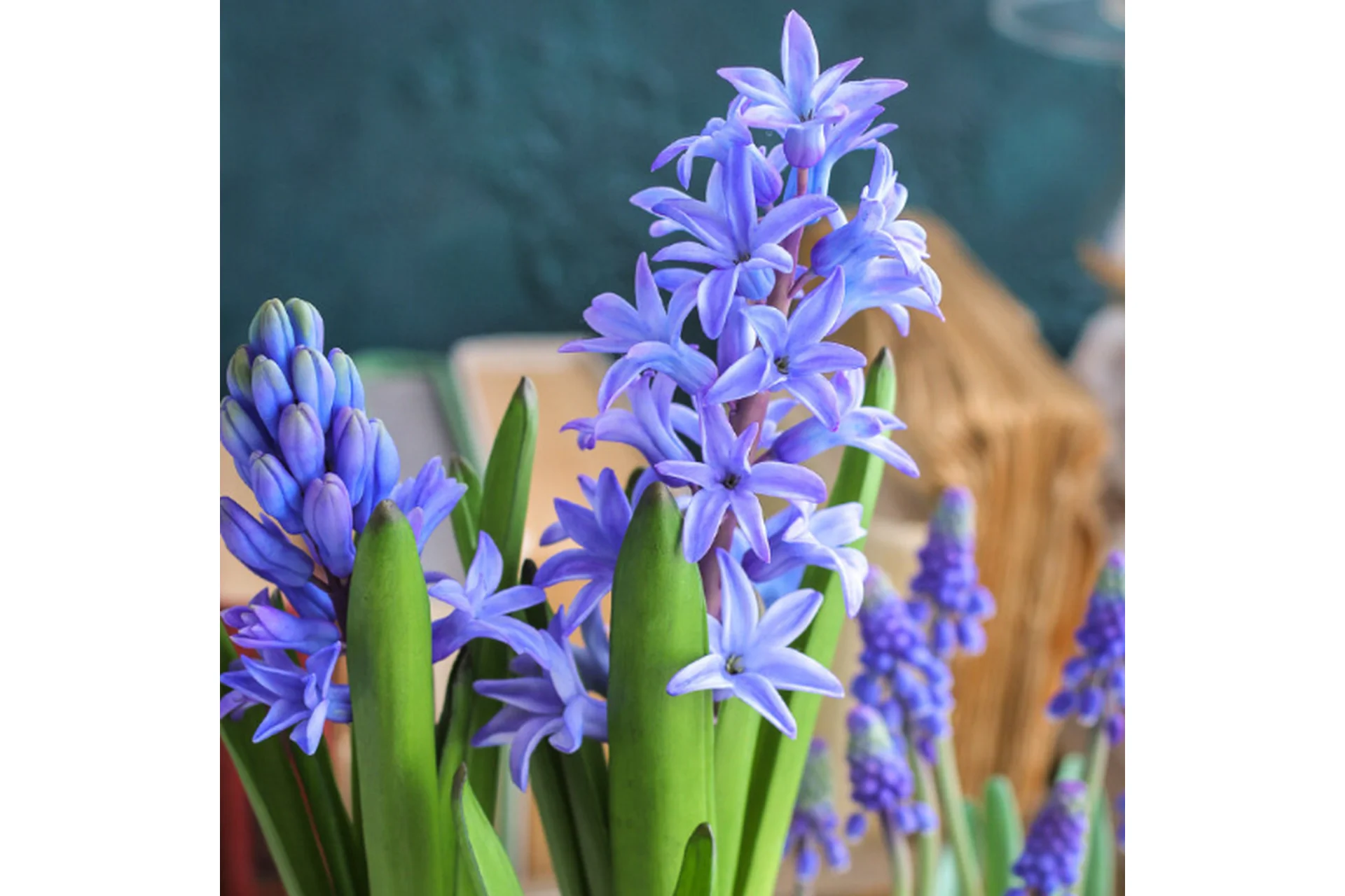 [tanyaflower] Гиацинт (Татьяна Кононова), фото 1 из 1.