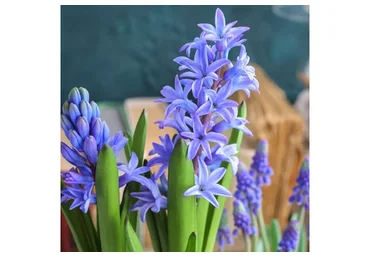 [tanyaflower] Гиацинт (Татьяна Кононова)