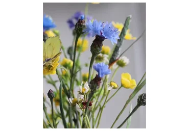 [La Florterra] Полевые цветы и насекомые. Тариф Расширенный (Любовь Мирошниченко)