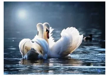 Совместимость партнеров в Бацзы (Галина Осецкая)