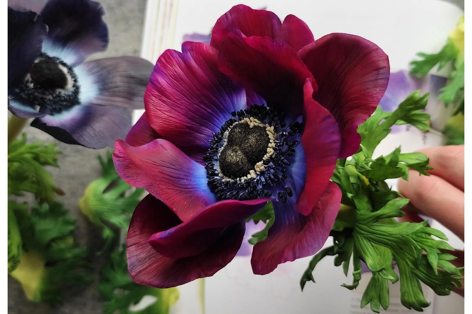 Анемон (Олеся Богданович), фото 1 из 1.