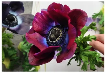 Анемон (Олеся Богданович)