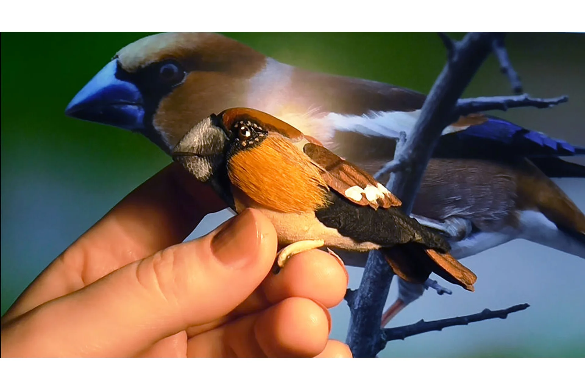 Птичка Дубонос из кожи (Светлана Храмовских), фото 1 из 1.