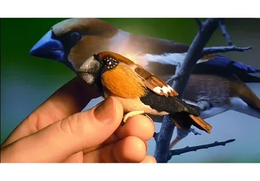 Птичка Дубонос из кожи (Светлана Храмовских)