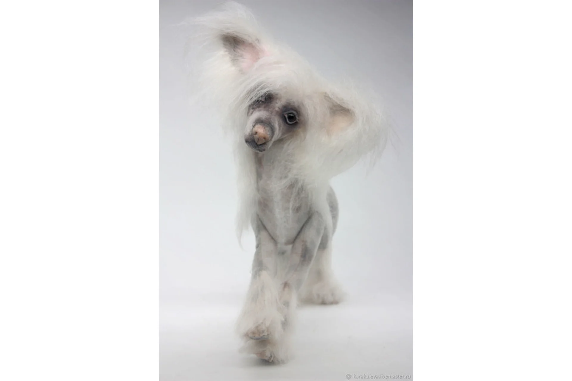 Живая собачка 2. Китайская Хохлатая (Светлана Каракулева), фото 1 из 1.