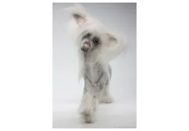 Живая собачка 2. Китайская Хохлатая (Светлана Каракулева)