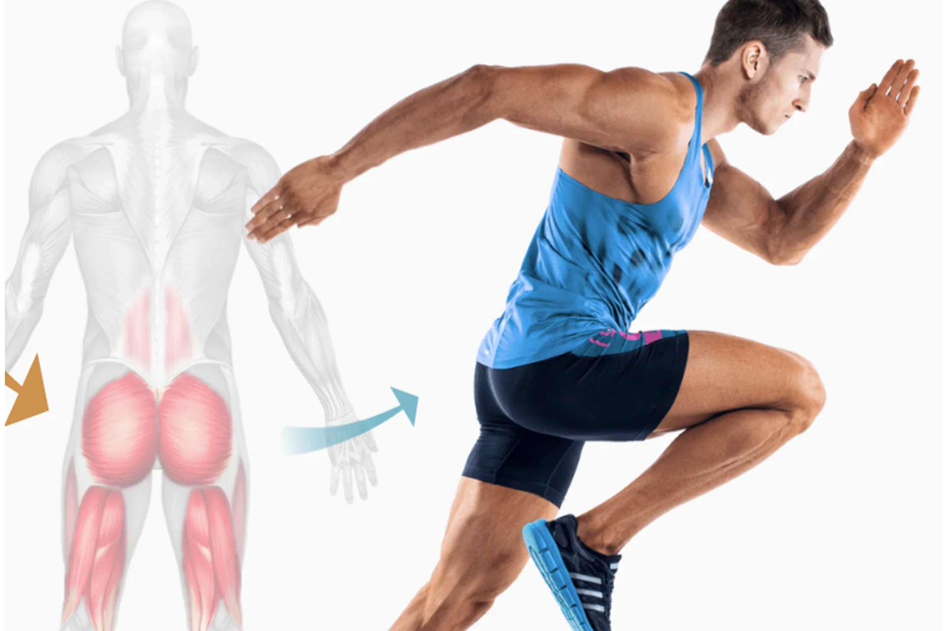 Активация ягодиц 2.0 (Евгений Кадлубинский), фото 1 из 1.