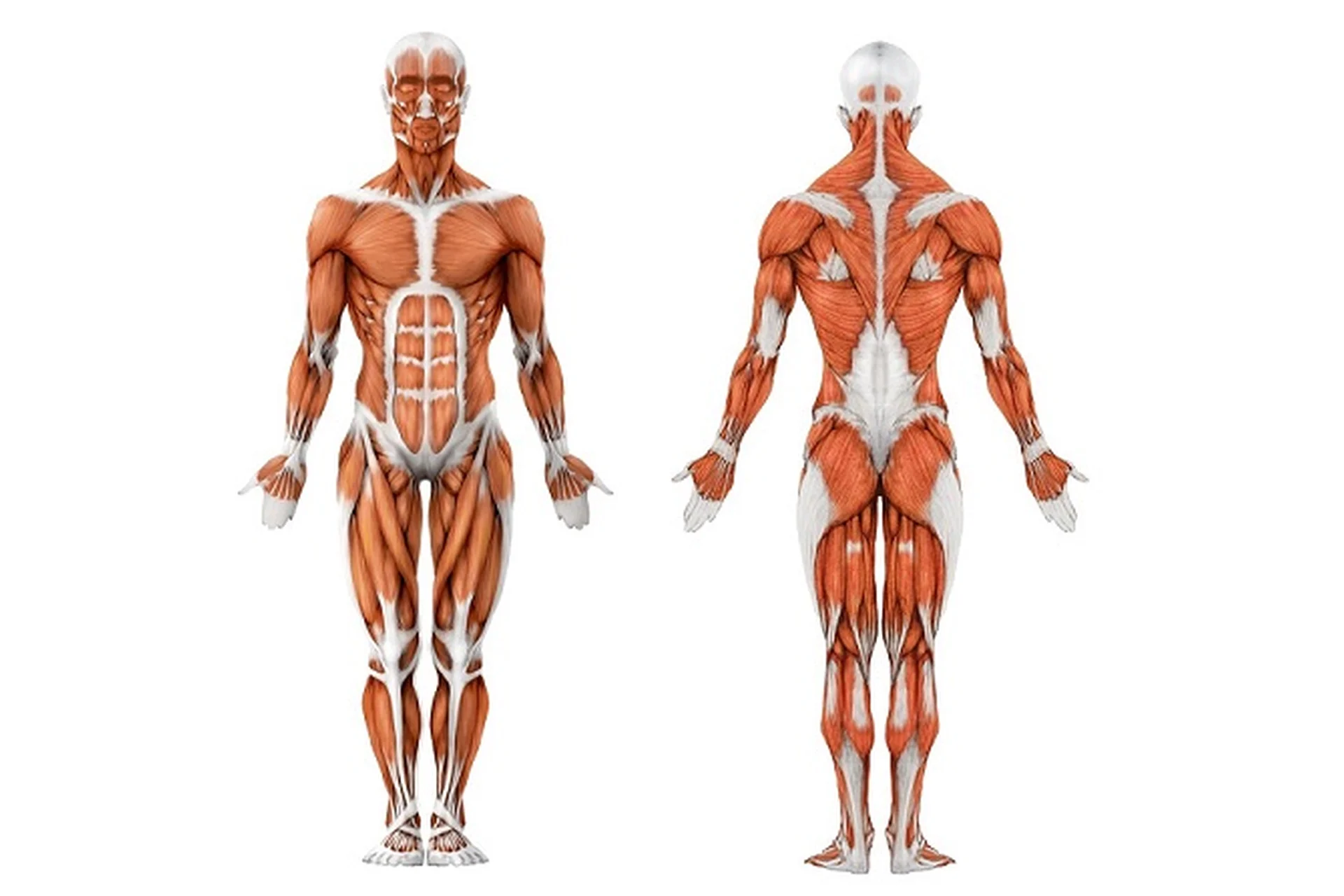 [Интераура] Мышечная система, фото 1 из 1.