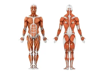 [Интераура] Мышечная система