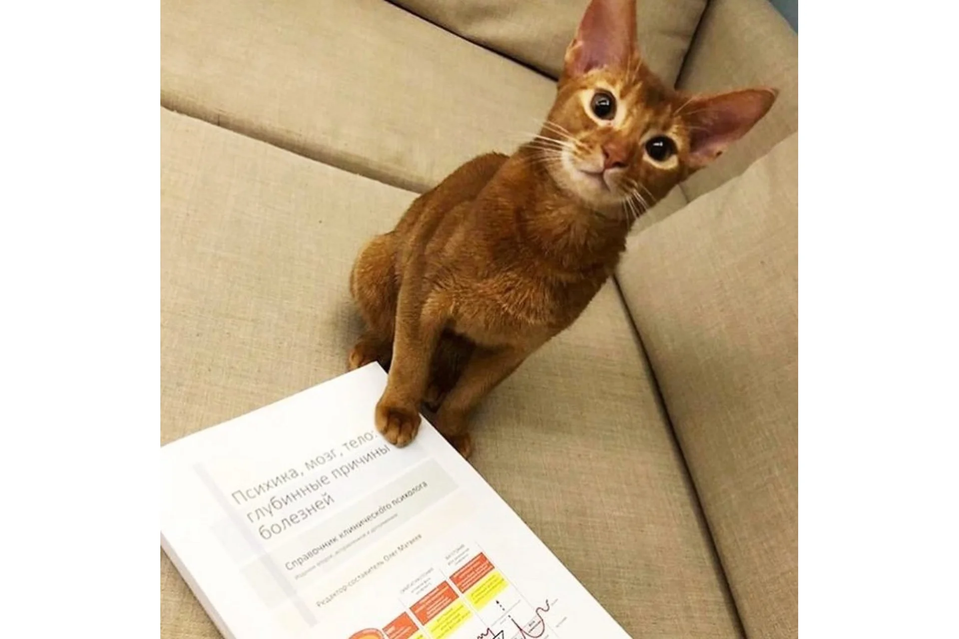 Справочник клинического психолога. Психика, мозг, тело: глубинные причины болезней (Олег Матвеев), фото 1 из 1.