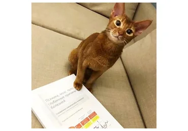 Справочник клинического психолога. Психика, мозг, тело: глубинные причины болезней (Олег Матвеев)