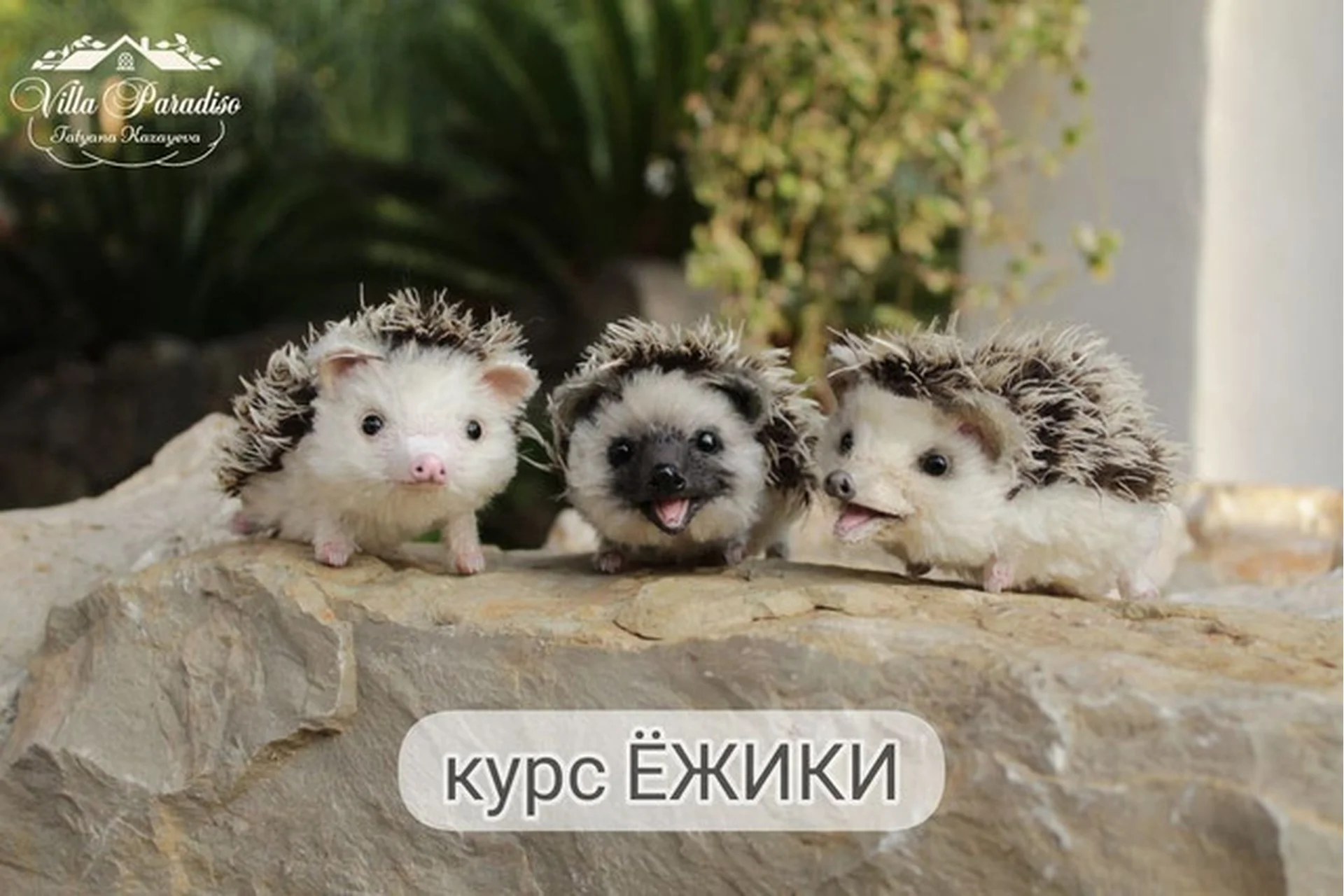 Ёжики (Татьяна Казаева), фото 1 из 1.