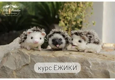 Ёжики (Татьяна Казаева)