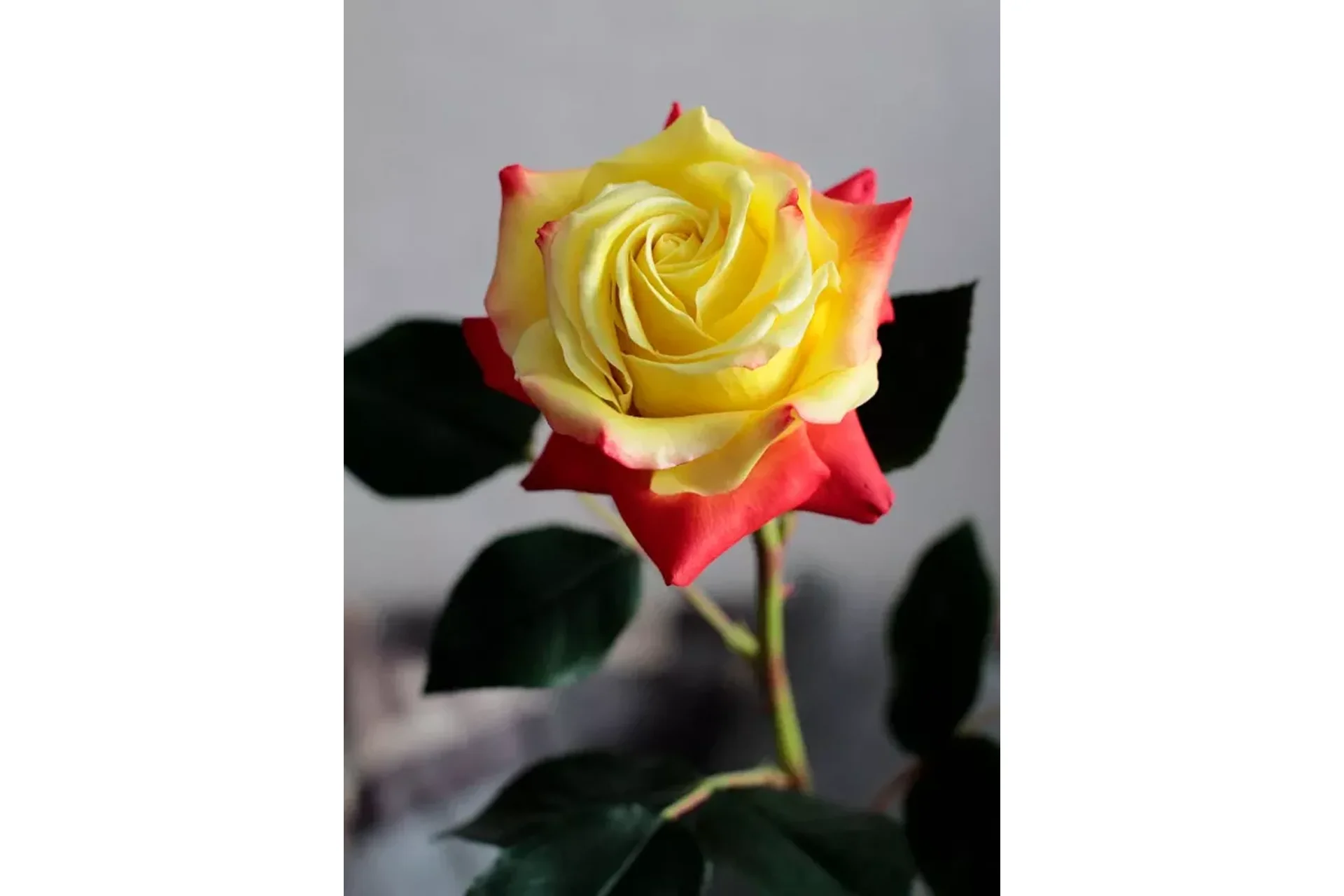 [Русская школа цветоделия] Роза Чарльстон из полимерной глины (Марина Головина), фото 1 из 1.