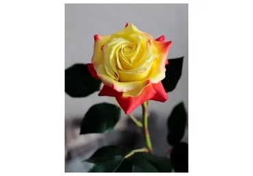 [Русская школа цветоделия] Роза Чарльстон из полимерной глины (Марина Головина)