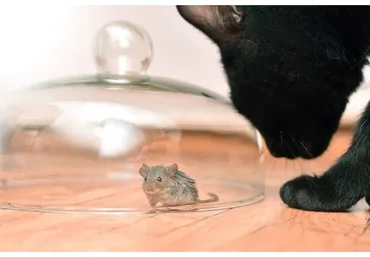 Хочу - не могу! Навязчивая идея (Елена Веселаго)