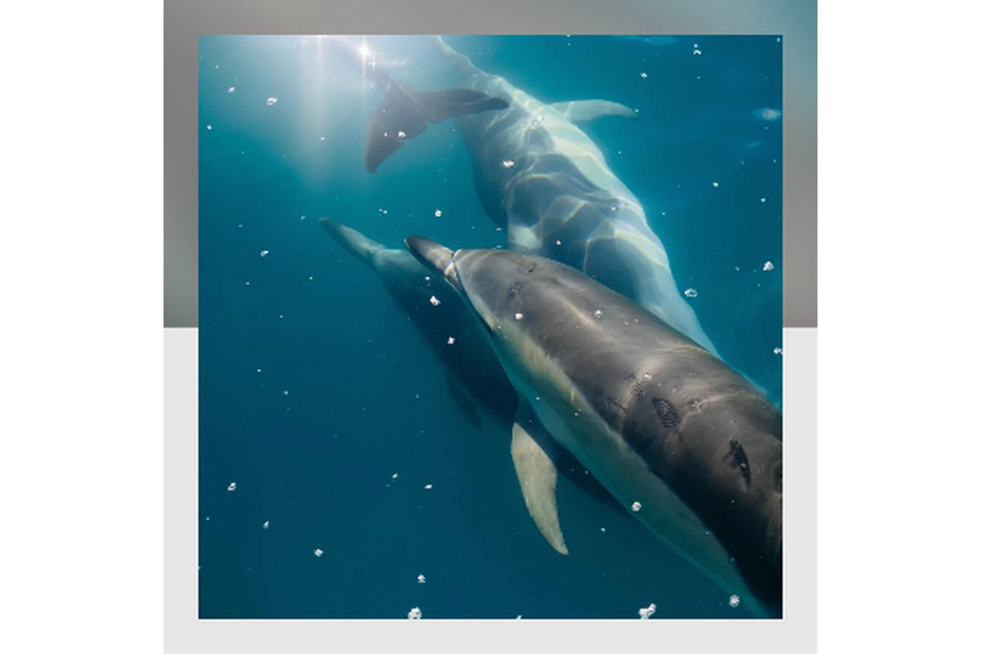 [Mitra-Varuna School] Саптамша Варга (Анна Ласточкина), фото 1 из 1.