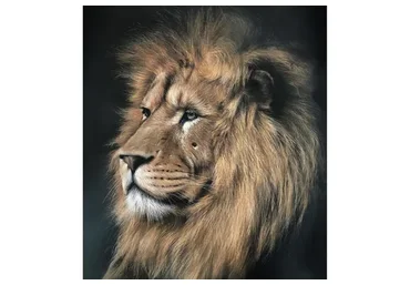 Король лев. Тариф С Ирой на год (Ирина Кукрусова)