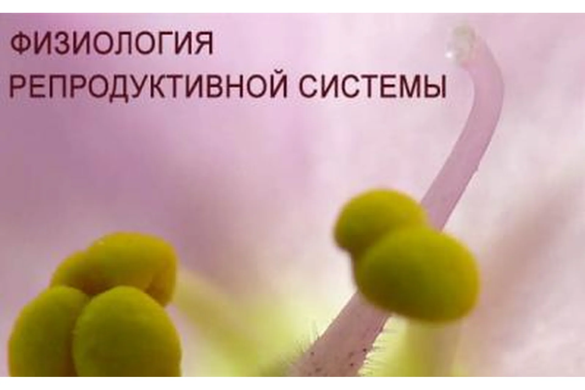 Физиология. Репродуктивная система (Анастасия Семко), фото 1 из 1.