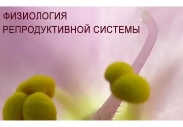 Физиология. Репродуктивная система (Анастасия Семко)