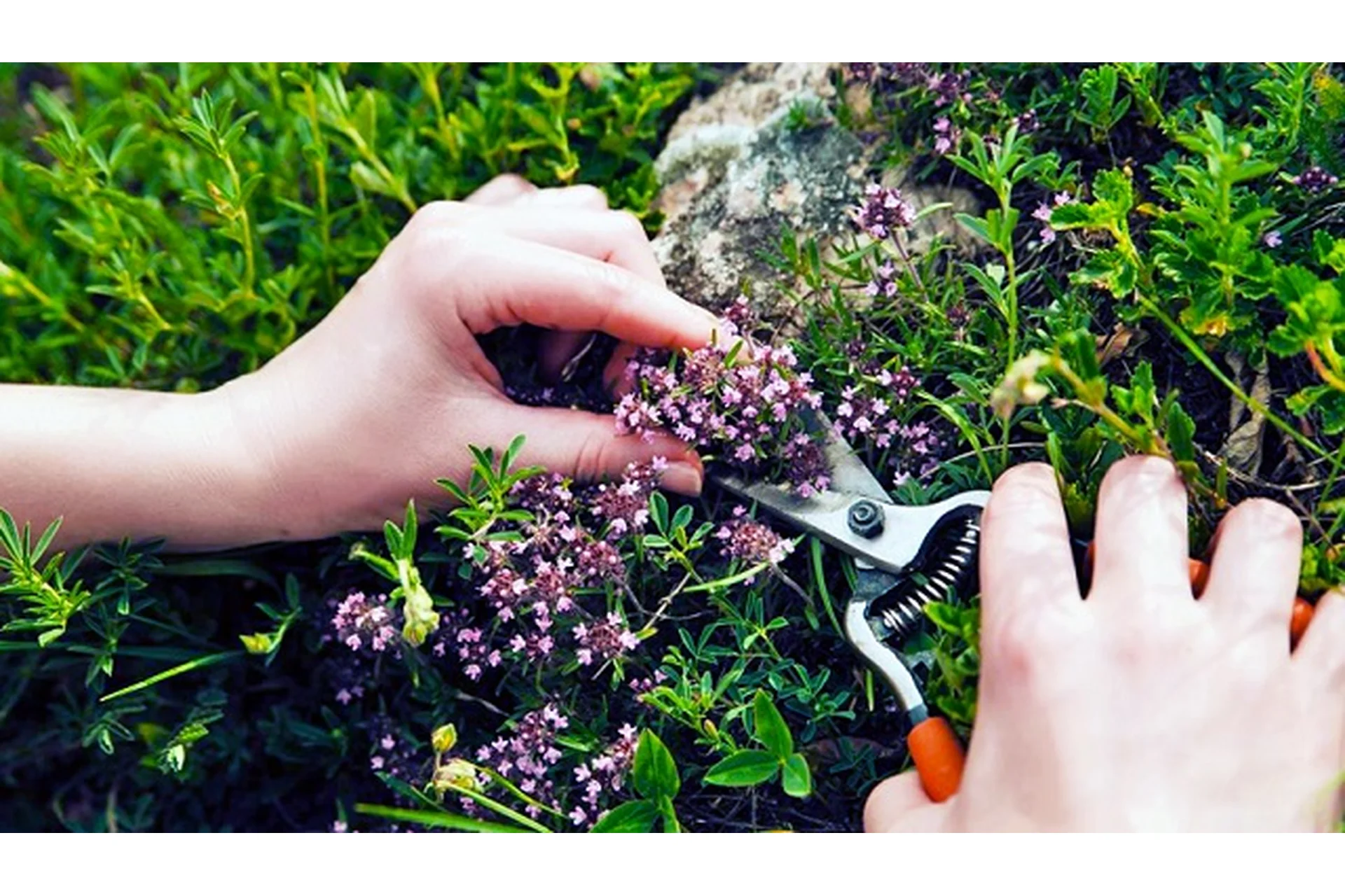 30 трав, которые необходимо собрать за лето (Елена Корсун), фото 1 из 1.