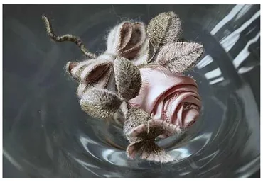 Роза (Инга Марита)