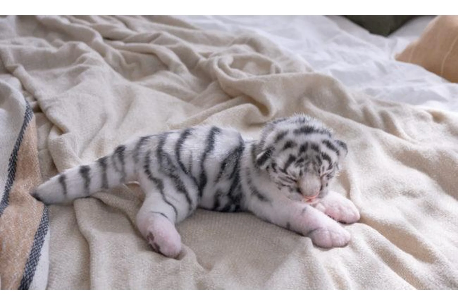 [Home Fellows] Новорожденный тигренок (Юлия Зубарева), фото 1 из 1.