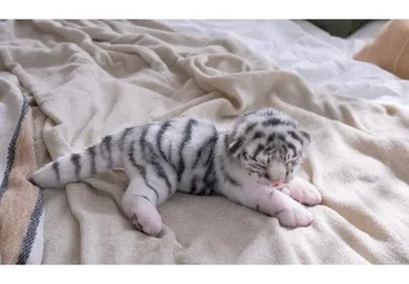 [Home Fellows] Новорожденный тигренок (Юлия Зубарева)