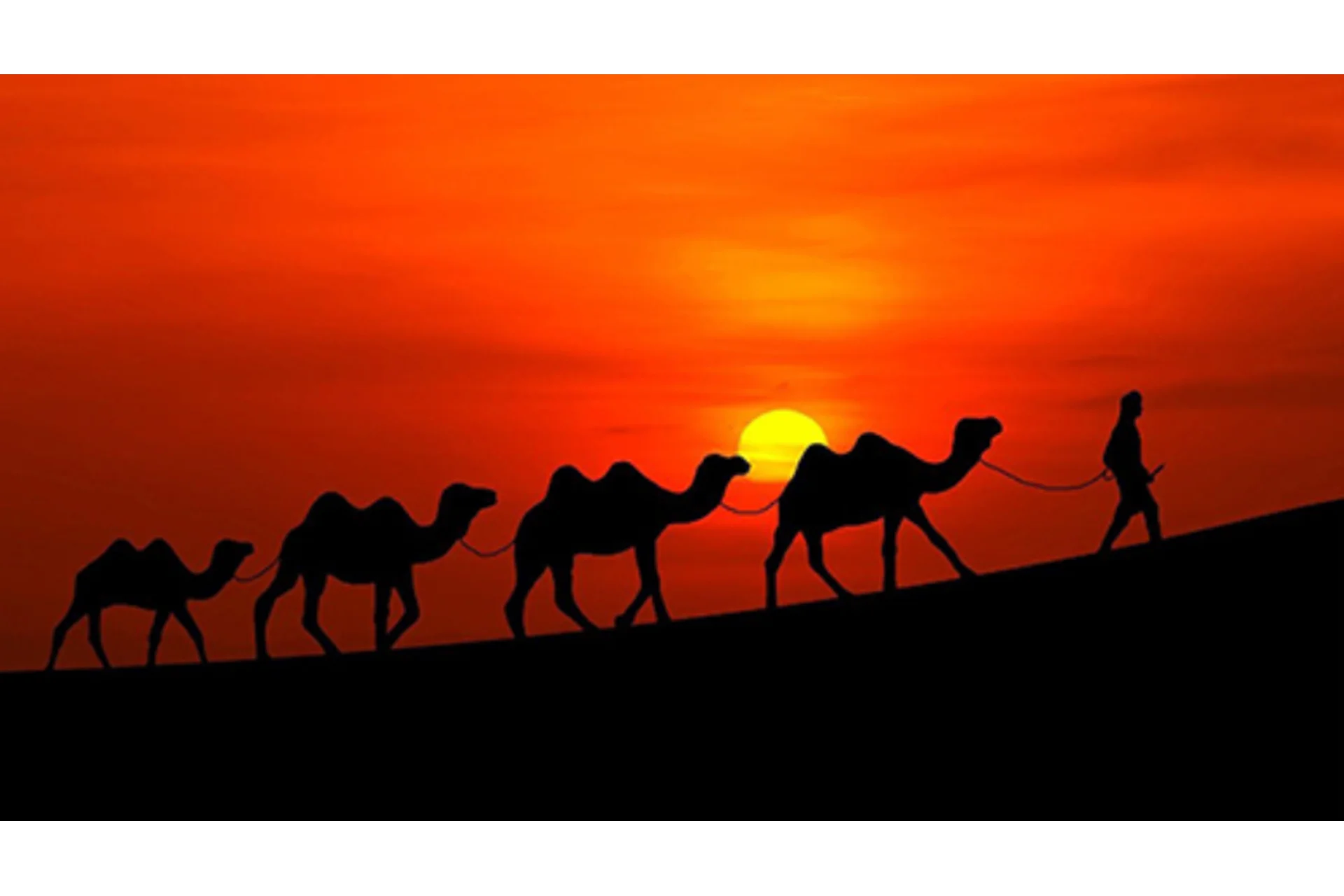 [Мэверик] 33 верблюда (Лё Шифр), фото 1 из 1.