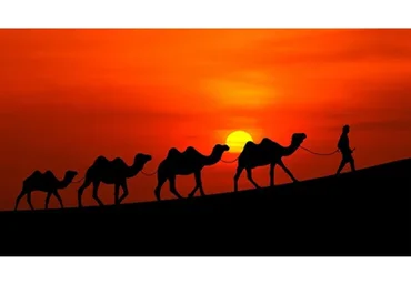 [Мэверик] 33 верблюда (Лё Шифр)