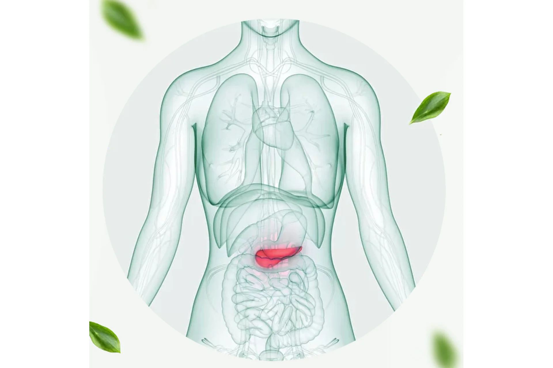 Здоровье поджелудочной железы (Ирина Потянова), фото 1 из 1.